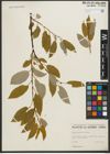 Foto von Salix pyrifolia Andersson